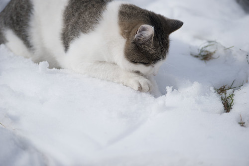 obeso a chi? vanna marchi e a dieta a chi? Guarda mo' che affamatori:  a neve e cicoria siam ridotti