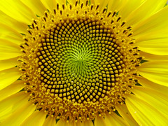 SunFlower: the Fibonacci sequence, Golden Section SunFlower: the Fibonacci sequence, Golden Section
