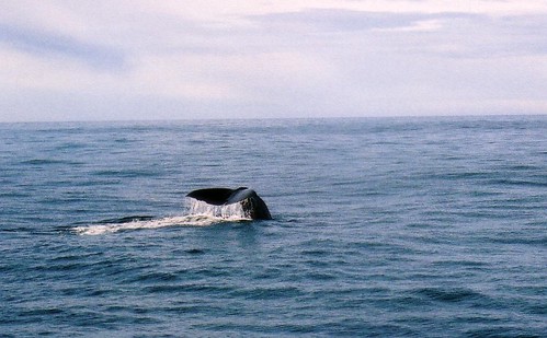 Kaikoura - Whale Watch