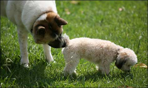 sniffing-butts