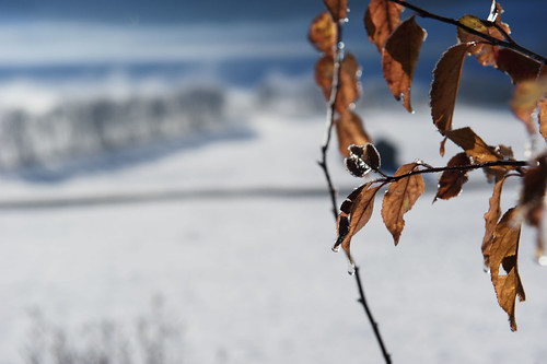 Proserpina? Non abita più qui.