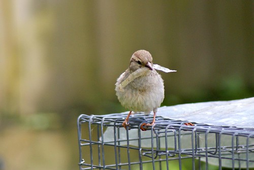 Garden Sparrow