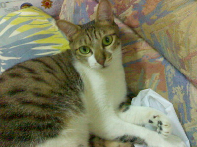 你拍攝的 小貓。