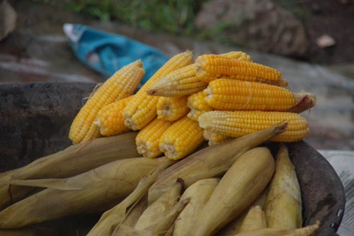 Selling cooked maize in a market