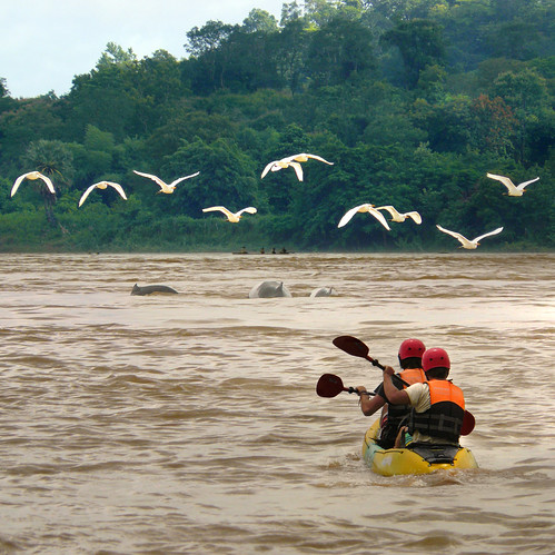 Tailing the unique Irrawaddy dolphins