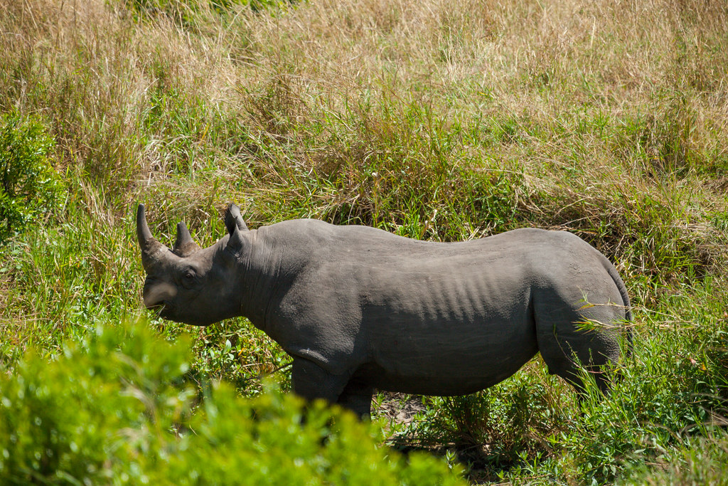 Rhino The Big Five In Africa The Big Five Game Animals