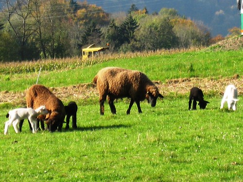 Weisses Schaf - Schwarzes Schaf