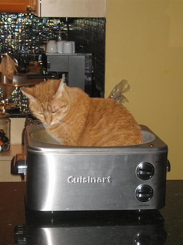 Cat in Pot