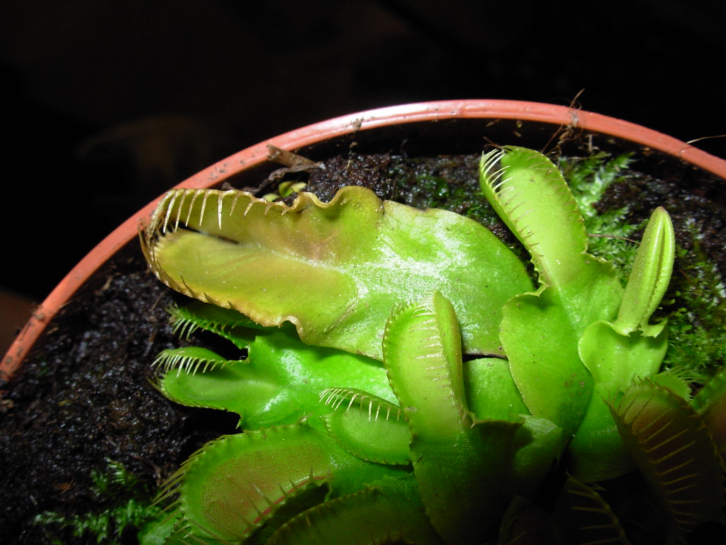 Dionaea 'Korrigans'