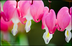Bleeding Hearts 2