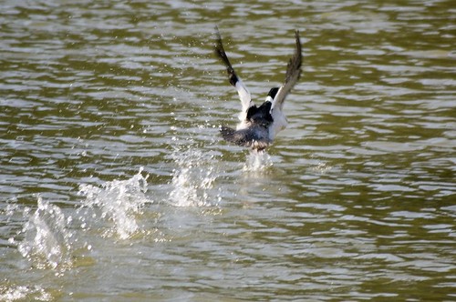 Common Merganser