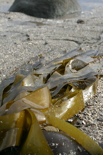Seaweed