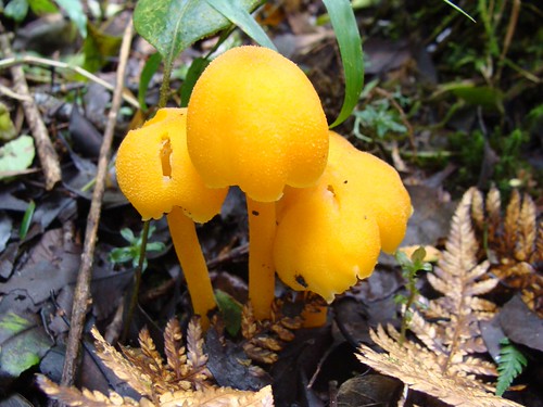 Paddestoelen