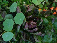 leafything