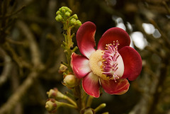 Cannonball Tree Flower