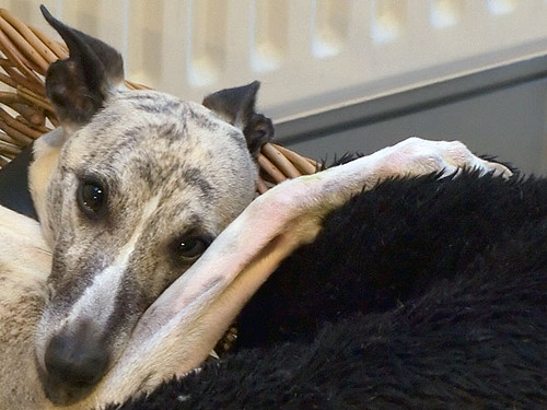 it's a dog's life - 1