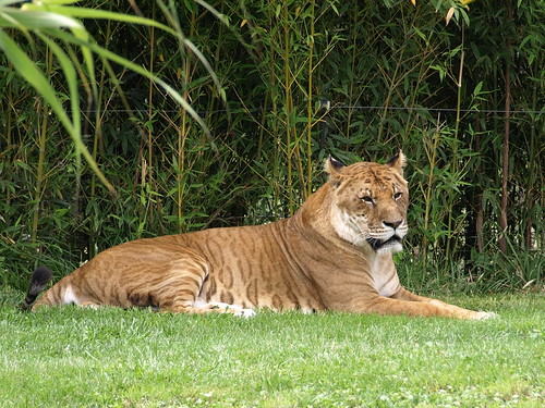 tigon
