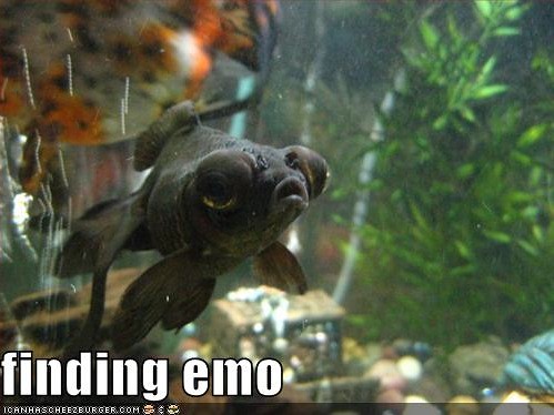 findingemo.jpg