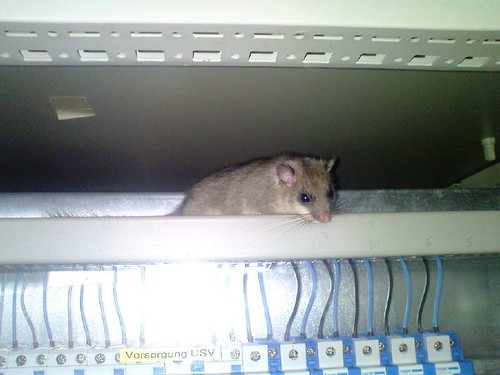 Maus im Schaltschrank 1