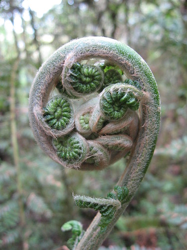 Fiddel head fern