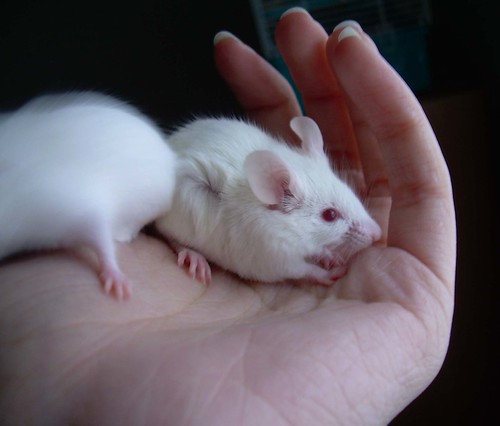 ahhhhhhhhh mice babies