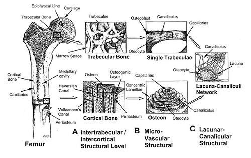 21 – Chapter 2: Background (Part II) Bone Heirarchical Levels | Thesis ...