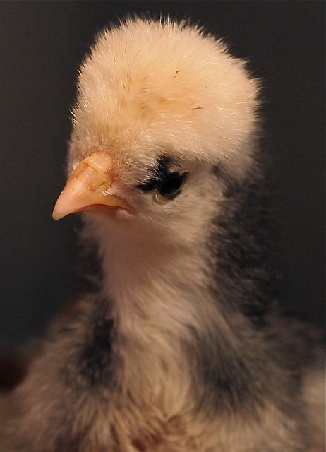 Chick Portrait 4