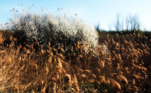 Prunus spinosa e Phragmites australis