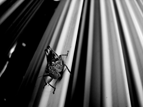 Locust Dimensions