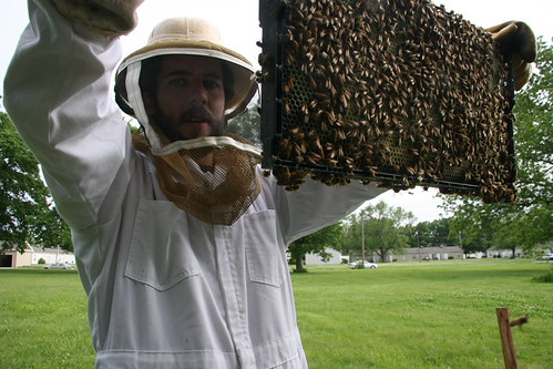 holding up a frame full of bees