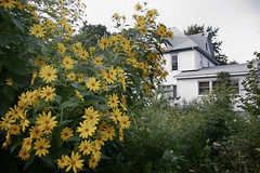 jerusalem artichokes flowers
