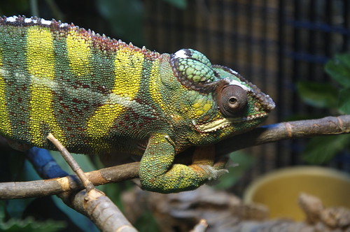 Chameleon 