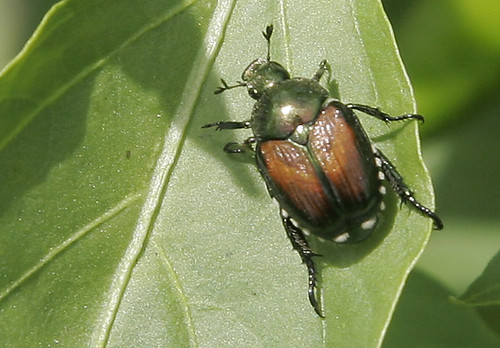 Annoying beetle