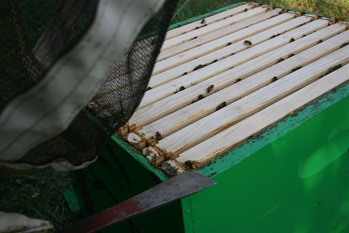 mystery queen hanging out in the corner of the hive