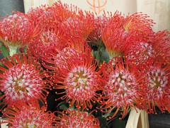 Wierd red plant