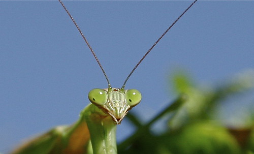 praying mantis detail
