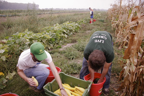 packing squash
