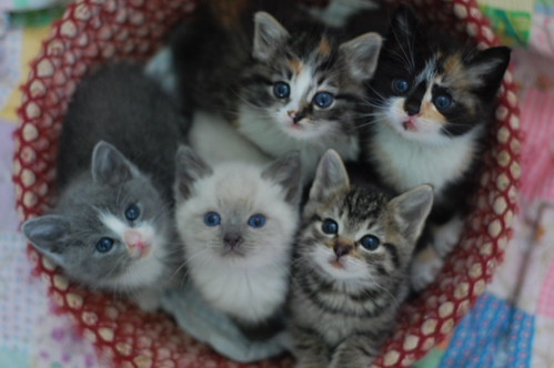 The Itty Bitty Kitty Committee Warning This Post Is About Poop