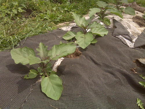 Eggplants are happy in the experimental bed