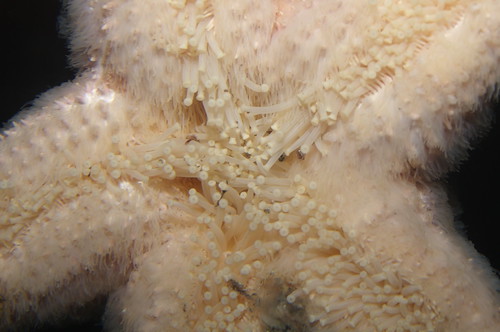 Star fish on the glass