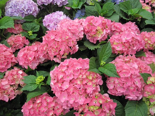 Pink flowers
