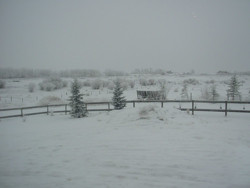 christmas in alberta 2009 098