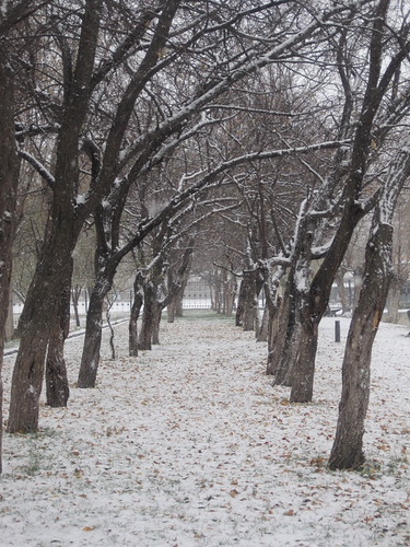Trees