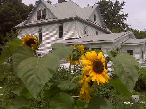 La Casa and sunflowers