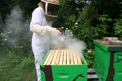 smoking the bees
