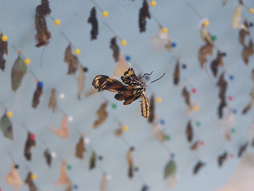 2009-09-13 - Yorks Animal Kingdom and Brown's Lobster Pound 489