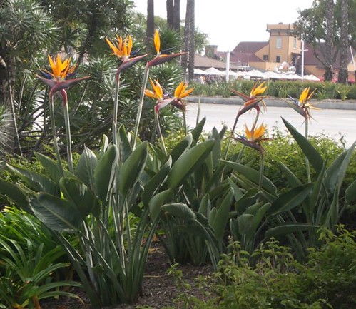 Birds of Paradise