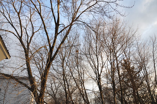 Bird's Nest #2