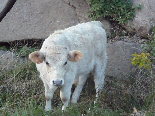 Excursió 25è aniversari Esplai Natzaret (5)