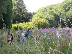 meadow.jpg